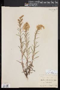 Solidago macrophylla image