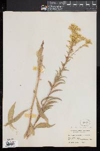 Solidago macrophylla image