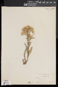 Solidago macrophylla image