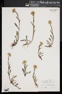 Solidago multiradiata image