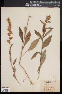 Solidago patula image