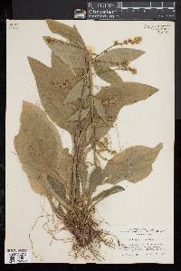 Solidago patula image