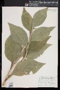 Solidago patula image