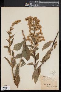 Solidago patula image