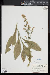 Solidago patula image