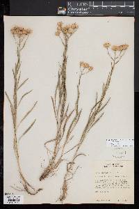 Solidago ptarmicoides image