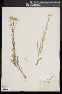 Solidago ptarmicoides image