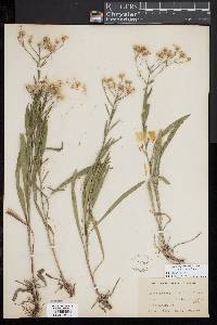 Solidago ptarmicoides image