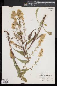 Solidago puberula image