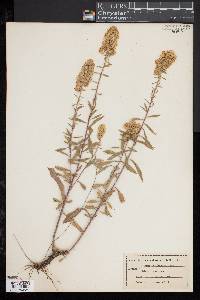 Solidago puberula image