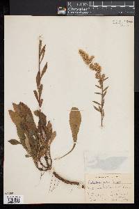 Solidago puberula image