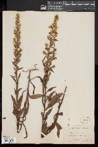 Solidago puberula image