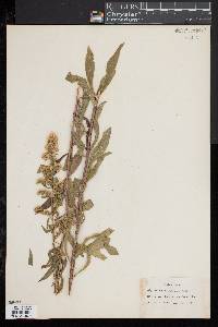 Solidago puberula image