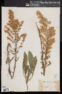 Solidago puberula image