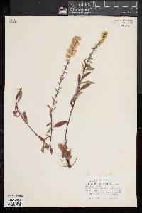 Solidago puberula image