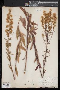Solidago puberula image