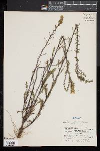 Solidago puberula image