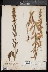 Solidago puberula image