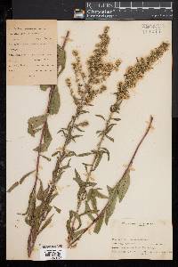 Solidago puberula image