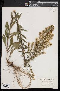 Solidago puberula image