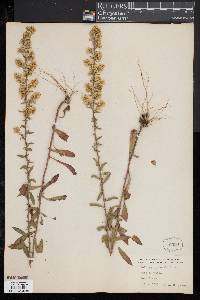 Solidago puberula image