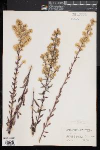 Solidago puberula image