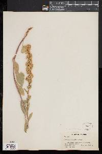 Solidago spathulata image