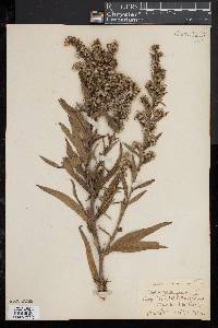 Solidago sempervirens image