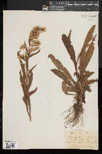 Solidago sempervirens image