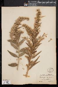 Solidago sempervirens image