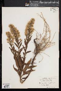 Solidago sempervirens image