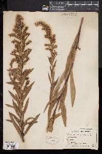 Solidago sempervirens image