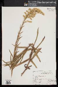 Solidago sempervirens image