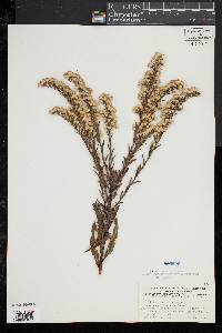 Solidago sempervirens image