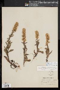 Solidago simplex subsp. randii image