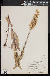 Solidago speciosa image