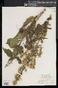 Solidago speciosa image