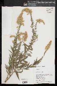 Solidago speciosa image