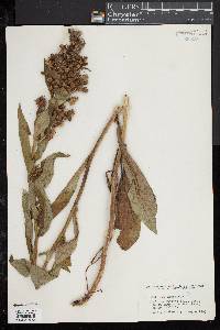 Solidago squarrosa image