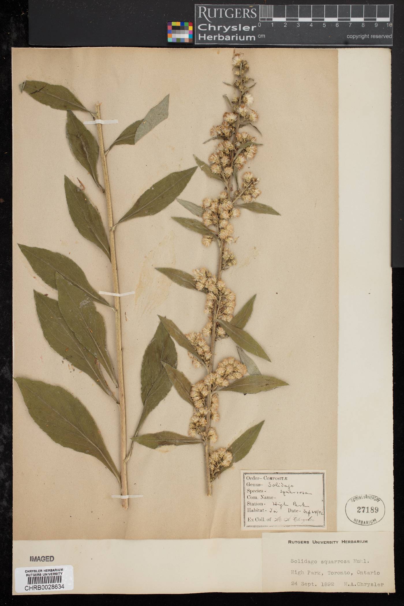 Solidago squarrosa image