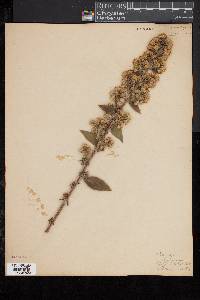 Solidago squarrosa image