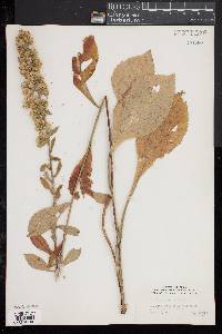Solidago squarrosa image
