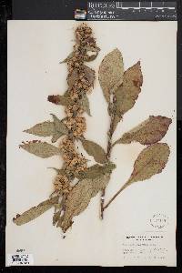 Solidago squarrosa image