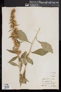 Solidago squarrosa image