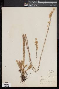 Solidago stricta image