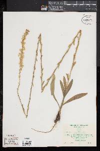 Solidago stricta image