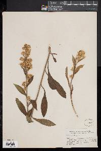 Solidago virgaurea image