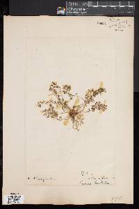 Image of Soliva anthemifolia