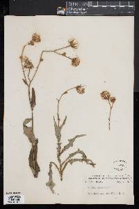 Sonchus arvensis image