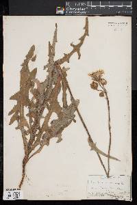 Sonchus arvensis image